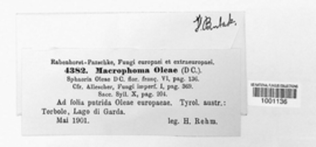 Coleophoma oleae image